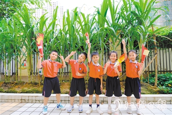 朗晴小學(xué)學(xué)生打卡校園甘蔗地。