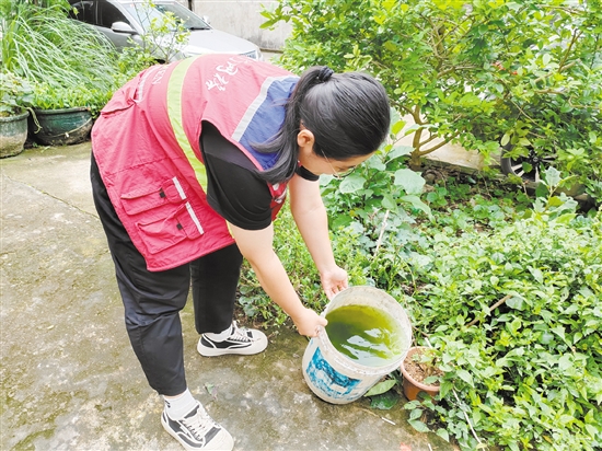 市疾控中心工作人員清理積水以預(yù)防登革熱。