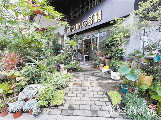 “多精植物”的門(mén)口錯(cuò)落有致地?cái)[放著形態(tài)各異的植物。