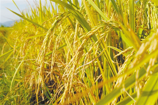 江門(mén)金黃色的稻谷呈現(xiàn)出一幅美麗鄉(xiāng)村畫(huà)卷，吸引游人來(lái)欣賞田園風(fēng)光。