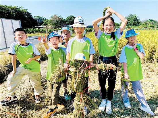 江門日報(bào)青蘋果研學(xué)活動(dòng)帶小朋友們體驗(yàn)割禾的樂趣。宋思瑜