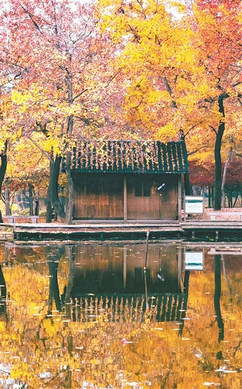 太平山秋色惹人醉。