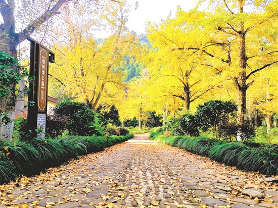 八都岕十里古銀杏長廊，成了游客尋覓秋日童話的浪漫之地。