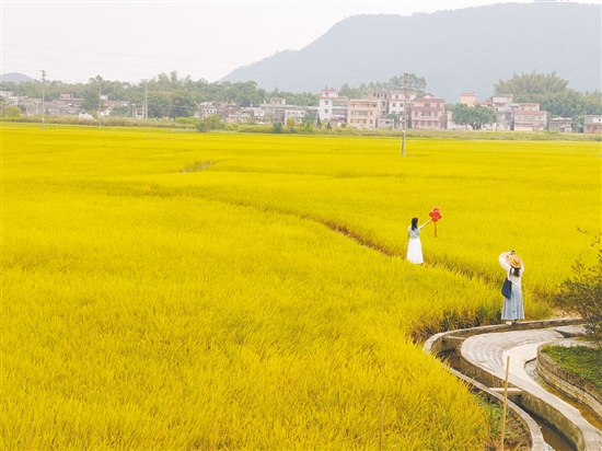稻田游吸引眾多游客。