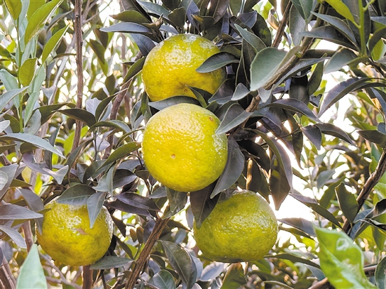 新會柑進入“二紅”采摘期。