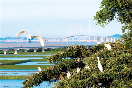 飛舞的白鷺和遠(yuǎn)處的黃茅海跨海通道構(gòu)成一幅畫。