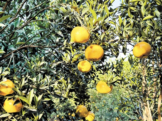 新會(huì)柑進(jìn)入大紅柑采摘期。