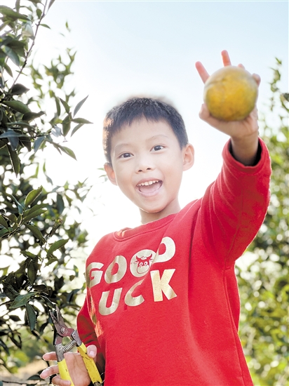 不少親子家庭體驗(yàn)摘柑樂(lè)趣。