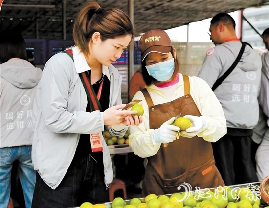 游客在柑園動(dòng)手開皮，體驗(yàn)新會(huì)陳皮的制作過程。