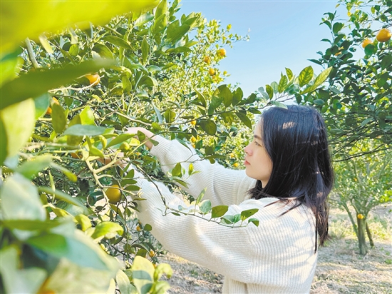 游客正在采摘皇帝柑。