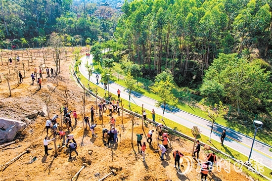 蓬江區(qū)在杜阮涼瓜田園綜合體開展2024年推進(jìn)綠美廣東生態(tài)建設(shè)義務(wù)植樹活動。