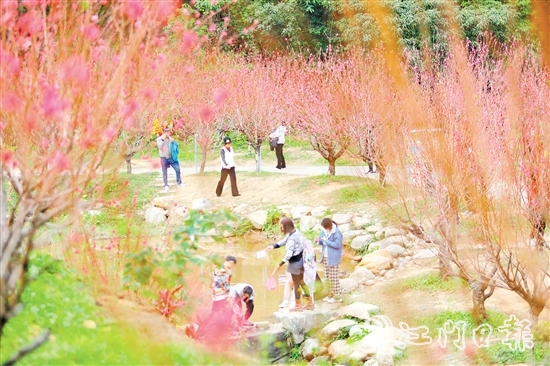 白水帶風(fēng)景區(qū)桃花盛開，吸引大量游客前來打卡。付師華