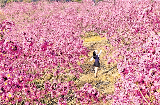 鶴山市共和鎮(zhèn)來(lái)蘇村的紫花風(fēng)鈴木綻放。