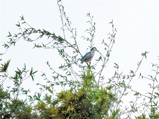 小鳥佇立枝頭。