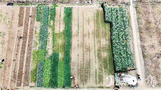 村民劉錦雄在呂步村租用約0.8公頃富含礦物質(zhì)和微量元素的優(yōu)質(zhì)土地，開展荷塘芥蘭培育工作。