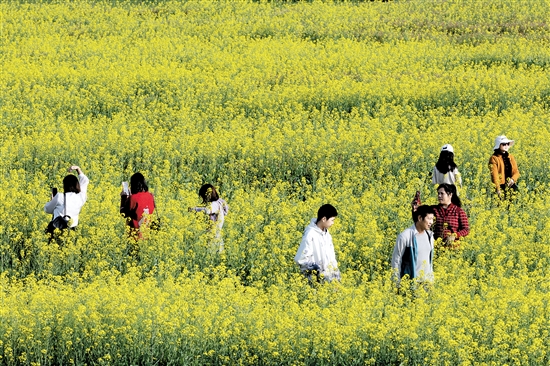 都市農(nóng)業(yè)生態(tài)園一年四季都游人如織。