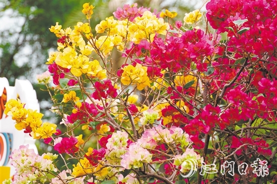 東湖公園種植了多個(gè)簕杜鵑品種。