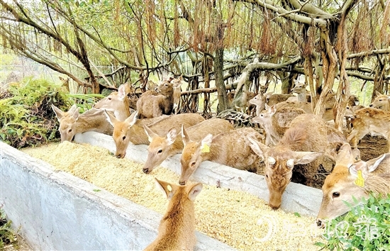 位于雅瑤鎮(zhèn)的棱壩梅花鹿生態(tài)農(nóng)場內(nèi)，百鹿呦鳴。