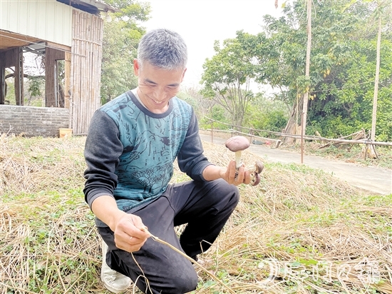 勞浩山介紹赤松茸時滔滔不絕。