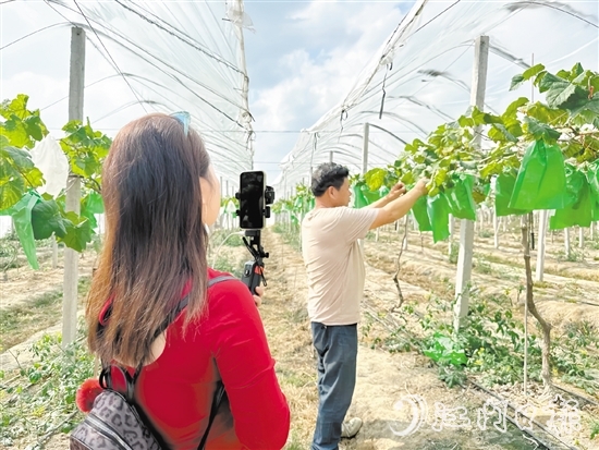 專業(yè)主播手持手機在農(nóng)場直播帶貨。