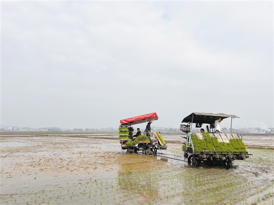 插秧機(jī)在田間穿梭作業(yè)，提高了插秧的效率。