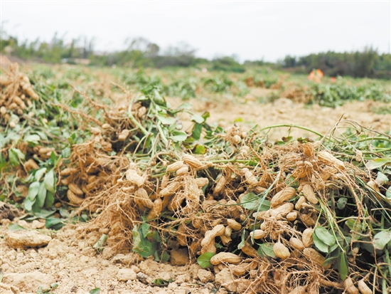 鶴城鎮(zhèn)南中村去年種下的花生迎來(lái)了收獲。