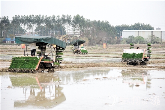 恩平市全力組織開展春耕生產(chǎn)，田間地頭一派熱火朝天的景象。
