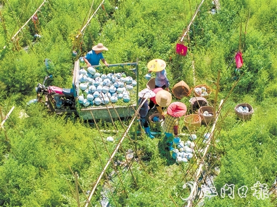 科技品牌雙輪驅(qū)動下，潭碧冬瓜打出了品牌效應。