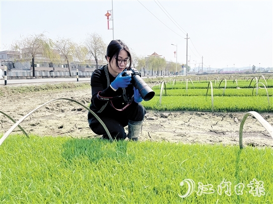 尹曉婷到田里查看秧苗成長情況。