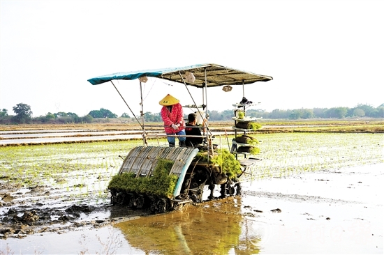 機(jī)械化作業(yè)提高農(nóng)戶種糧效益。