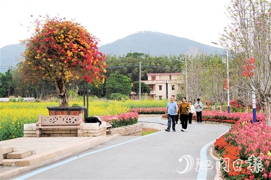 在鶴城鎮(zhèn)城西村忠心崗，油菜花、金魚草、三角梅競相開放。