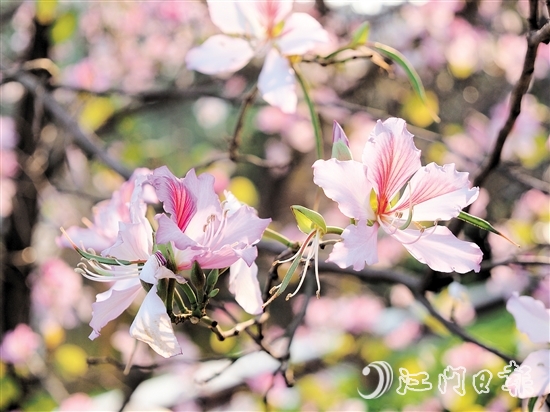 在沙坪河南岸濕地公園，宮粉紫荊燦爛綻放。