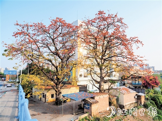 沙坪街道谷埠橋頭挺立著兩株高大的木棉花，花朵落下，為房屋和街道染上一片“英雄色”。