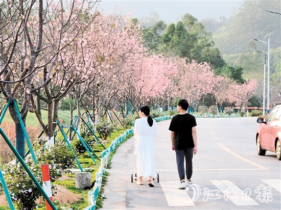 鶴城鎮(zhèn)城西村忠心崗櫻花大道迎來了櫻花盛開的時節(jié)，游客們在櫻花香中漫步。