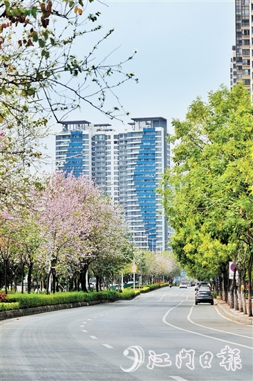 鶴山市沙坪街道容章路迎來宮粉紫荊的盛花期。