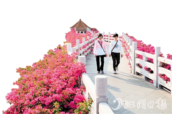 走進沙坪街道北湖公園，在九曲橋兩側(cè)，怒放的三角梅形成一條“水上花廊”。