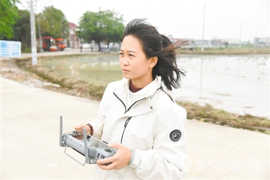 李坤蘭在田埂邊操作植保無(wú)人機(jī)。