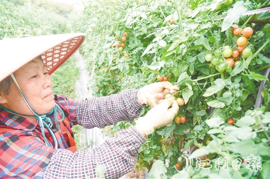 水塘村的圣女果迎來收獲季，農(nóng)戶忙著采摘。