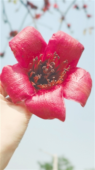 市民要謹慎食用路邊撿的木棉花。