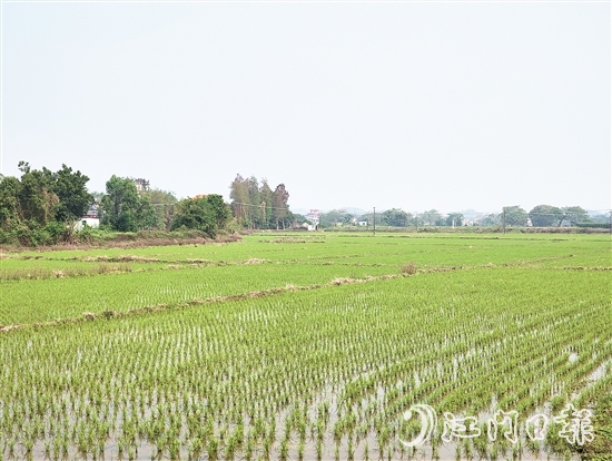 2024年，塘口新增耕地超49公頃，為鄉(xiāng)村振興注入了新動能。