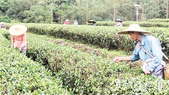 茶農(nóng)們正抓緊采摘春茶。