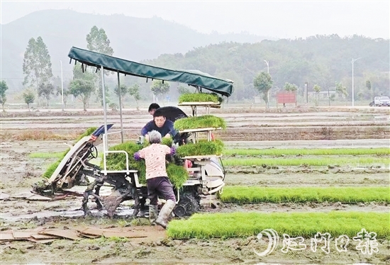 試驗(yàn)基地在開展鹽堿地改造、耐鹽堿水稻試驗(yàn)的同時(shí)，帶動(dòng)周邊農(nóng)戶參與，讓村民實(shí)現(xiàn)“家門口”就業(yè)。