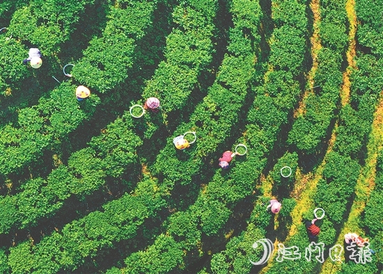 正值春茶采摘期，在黃亞山茶業(yè)的茶場里，茶農(nóng)們正在采摘茶葉。