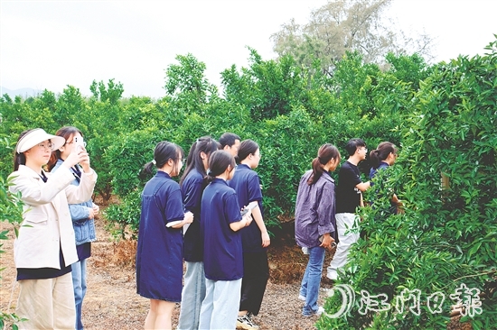 港澳學(xué)子們?cè)谏澈?zhèn)和平村的茶枝柑種植基地深入了解恩平茶枝柑產(chǎn)業(yè)的發(fā)展現(xiàn)狀。