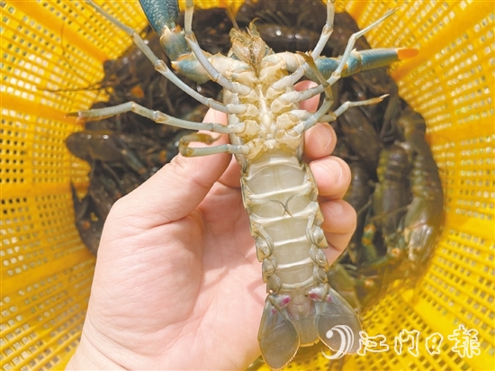 澳洲藍(lán)龍蝦品質(zhì)優(yōu)、價(jià)格高。