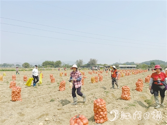 恩平市作為全省“社村合作”12個(gè)試點(diǎn)之一，“社村合作”通過(guò)技術(shù)支持、拓寬渠道、品牌賦能等方式，助力馬鈴薯產(chǎn)業(yè)向好發(fā)展。