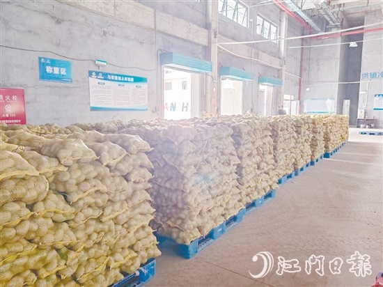 得益于廣東供銷（恩平）天業(yè)冷鏈物流產(chǎn)業(yè)園，已收獲的馬鈴薯得到較好的存放，還可以根據(jù)市場(chǎng)變化錯(cuò)峰出售，爭(zhēng)取更好的價(jià)格。