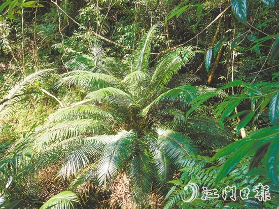 七星坑保護(hù)區(qū)內(nèi)首次發(fā)現(xiàn)國(guó)家一級(jí)保護(hù)植物——仙湖蘇鐵。