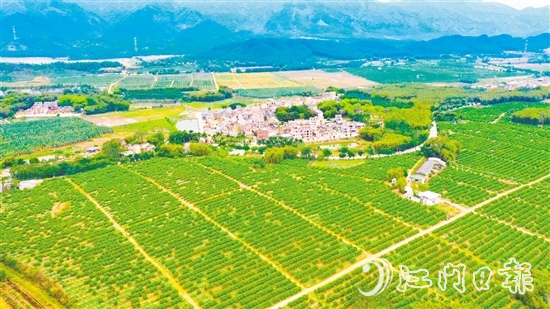 沙湖鎮(zhèn)是恩平茶枝柑種植的核心產(chǎn)區(qū)。