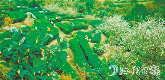 大沙鎮(zhèn)得天獨(dú)厚的自然環(huán)境孕育了品質(zhì)優(yōu)異的大沙茶。